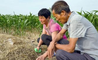 “眼癌女童”小鳳雅事件開(kāi)庭：家人陷于辱罵、官司和抑郁癥