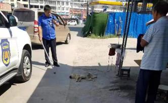 河南固始瘋狗咬人傷者升至15人，已有一條傷人流浪狗被打死