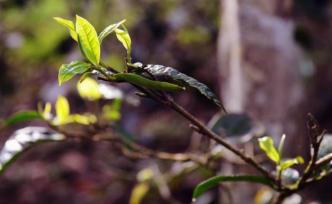 布朗山田野筆記｜古樹新芽：以茶為生的曼捌人 