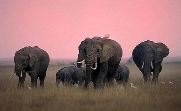 保護(hù)大象：愛(ài)它，請(qǐng)用正確的方式打開(kāi)