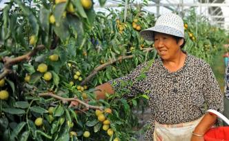 男子放棄城里生意到農(nóng)村承包百畝地種冬棗，三年后感嘆選對(duì)了