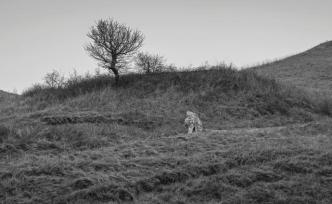 唐穆宗光陵：花落狮子坡