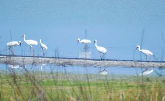 江西省林业局发布公示：拟推荐“白鹤”作为江西“省鸟”