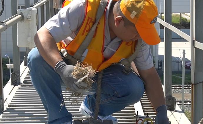 高空检修灯架，他一年清理800个鸟窝
