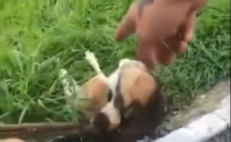 沈陽一對男女暴力捕捉流浪狗，遭愛狗人士“人肉”