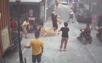 兩條未牽繩的犬只街頭咬傷一家三口，狗被吊銷狗證主人被刑拘