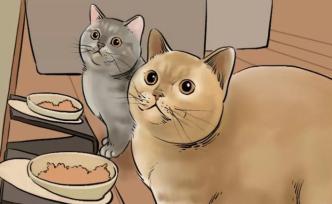 在北上广养猫的人，都是隐形富豪