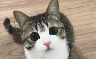 论撸猫，中国要比美国早了3000年