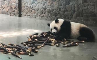 大熊貓國(guó)家公園︱在與熊貓為鄰的村莊實(shí)踐“協(xié)議保護(hù)”