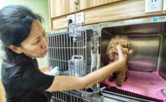 貴賓犬潔牙被拔17顆牙，成都涉事寵物醫(yī)院：潔牙松了才拔的