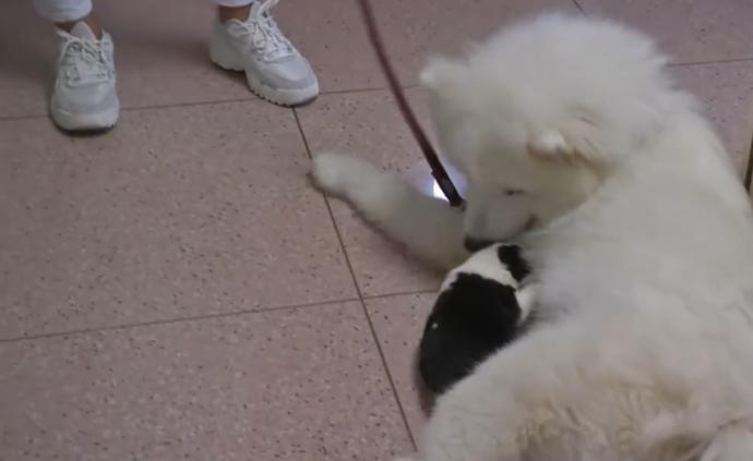 愛犬送培訓(xùn)后懷孕，狗主崩潰：它還未成年