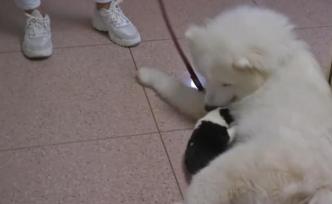 愛犬送培訓(xùn)后懷孕，狗主崩潰：它還未成年