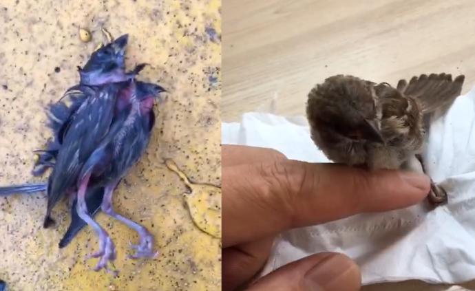 麻雀被淋坠落奄奄一息，消防员救活放飞