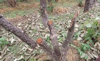 30株獼猴桃樹被連根砍斷，果農(nóng)哭訴