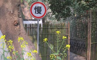 设计师朱赢椿：我们走太快了，以至于都发现不了脚下的生命