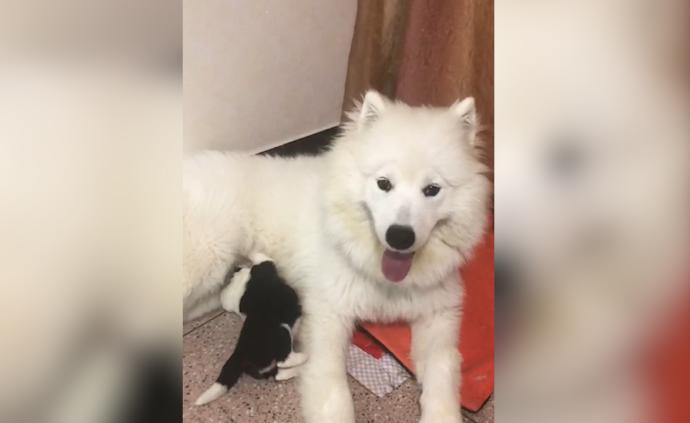 爱犬培训时怀孕，主人索赔被指出尔反尔