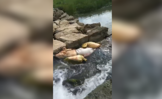 邵陽河面漂死豬，當(dāng)?shù)卣Q已打撈處理