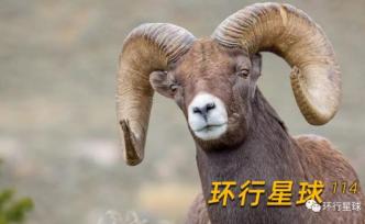 黃石公園的野生動物也太太太太太可愛了吧??！