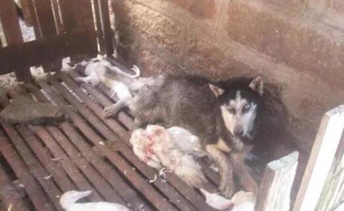 二哈進(jìn)農(nóng)家咬死33只鴨，狗主未現(xiàn)身