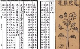 文學(xué)與歷史真實(shí)中的蒙汗藥