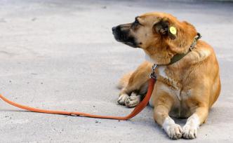 夜读｜作为狗主人，我对“智能项圈”的期待是……