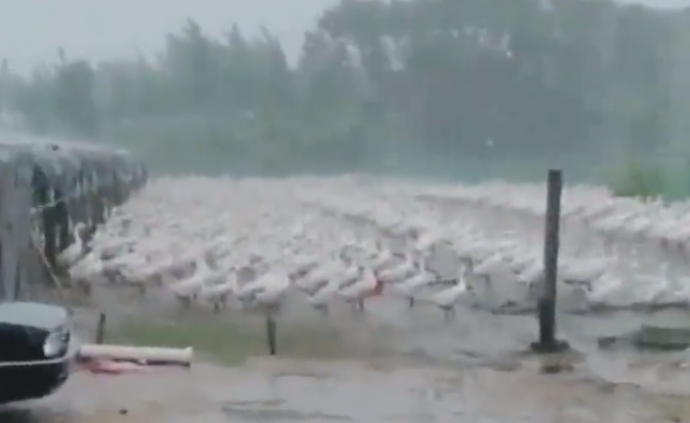 4000只大鵝雨中整齊排隊(duì)，網(wǎng)友：這是軍訓(xùn)集合？