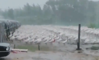 4000只大鵝雨中整齊排隊，網(wǎng)友：這是軍訓(xùn)集合？