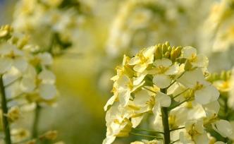 南澳大利亚州决定取消除袋鼠岛外其他地区的转基因作物禁令