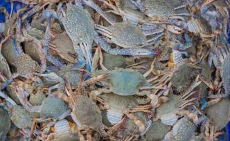 下廚房| 一口梭子蟹，吃到的是開海之后的肥美