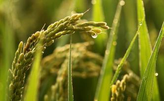 袁隆平：超級稻畝產(chǎn)或?qū)⑵?200公斤大關(guān)