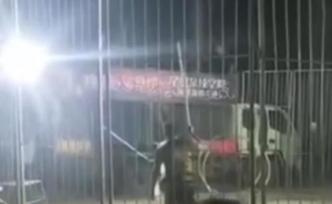 河南原陽馬戲團逃脫老虎已被抓獲，曾在國道遭車撞無大礙