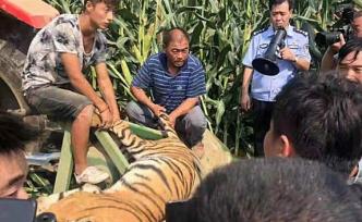 河南马戏团脱逃老虎系租借：合同约定若意外死亡需赔偿10万