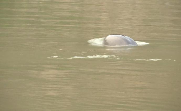 宜昌江段发现江豚宝宝，种群规模扩大