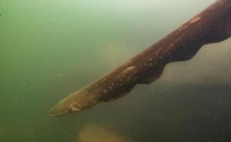 亚马逊地区现新型电鳗，放电860伏，成最强“生物发电机”