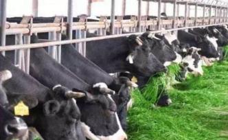 釋新聞｜畜禽養(yǎng)殖為何要?jiǎng)澖B(yǎng)區(qū)？