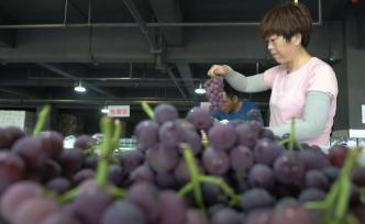 陽光玫瑰每斤降5元，葡萄豐產(chǎn)你吃了沒