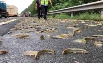 看上去就滑，4噸泥鰍在高速上“游走”
