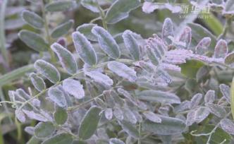 漠河降溫現(xiàn)霜凍，大爺：要穿棉褲了