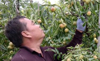 48歲男子種棗20年揭秘冬棗高產(chǎn)優(yōu)質(zhì)訣竅：年年在樹上動刀