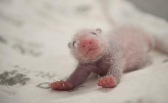 柏林动物园：首对德国出生的大熊猫正“茁壮成长”