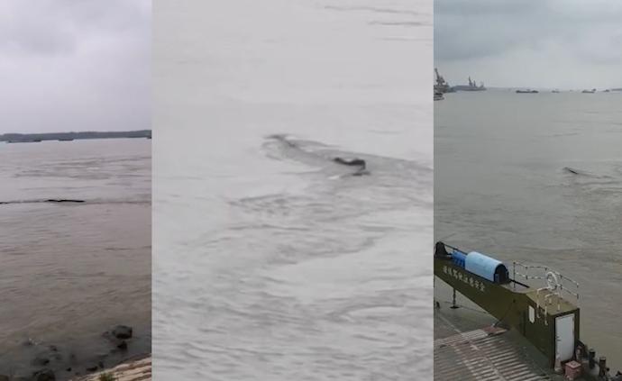 在場(chǎng)｜三峽水怪？拍攝者：黑色塑料物體