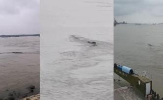 在場｜三峽水怪？拍攝者：黑色塑料物體