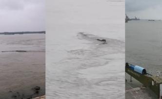 在場｜“三峽水怪”被打撈，果然是它！