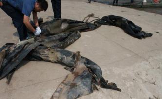 “游動的三峽水怪”被打撈上岸，系氣囊