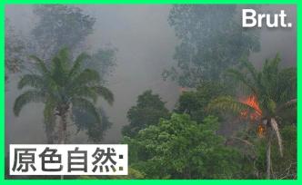 這是你能保護(hù)亞馬孫雨林的4種方式