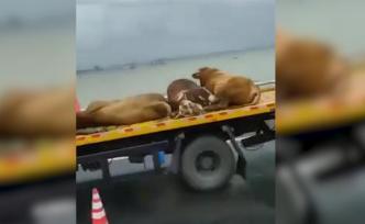 蘇通大橋運(yùn)牛車側(cè)翻致?lián)矶?，交警疏?dǎo)