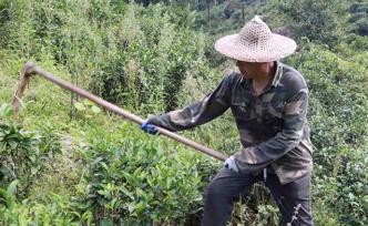 武夷山國家公園︱桐木茶農(nóng)的迷茫