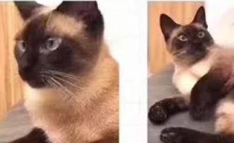 重酬萬元尋貓，鄰居找到后賞金沒著落？貓主人回應：給別人了