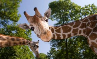 嗨起来！科普 | 集一切优点于一身，长颈鹿有哪些秘密？