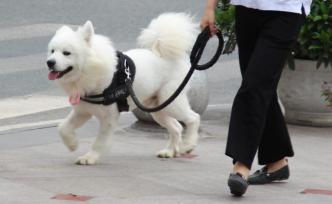 遛狗不拴繩等不文明養(yǎng)犬行為怎么管？國(guó)外如何規(guī)范？